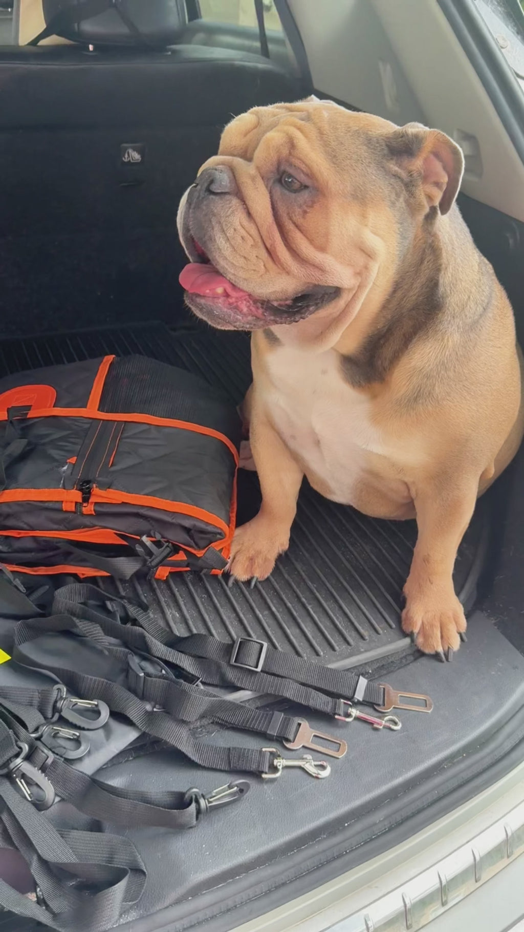 5-in-1 Dog Car Seat Cover Protector – Heavy Duty, Waterproof & Easy-Clean Design